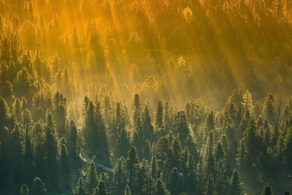 Ein Sonnenstrahlen durchfluteter Wald mit hohen Bäumen, in warmem Licht getaucht. Ein mystischer, friedlicher Anblick.