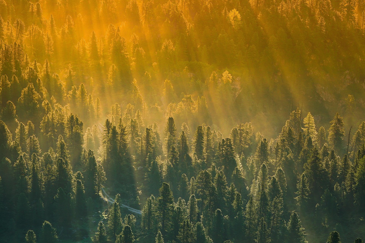 Ein Sonnenstrahlen durchfluteter Wald mit hohen Bäumen, in warmem Licht getaucht. Ein mystischer, friedlicher Anblick.